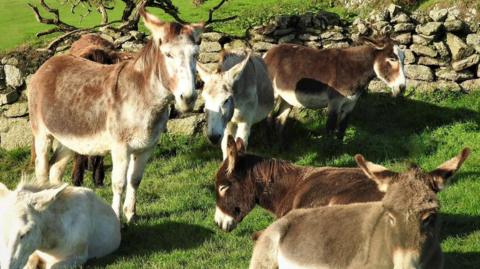 A picture of a number of donkeys. They’re all parked in a field - it is a large grass area. A rock wall can be seen in the distance. 