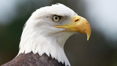 Archie, Paradise Park's bald eagle