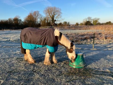 Pony wearing a coat on frosty ground with blue sky above