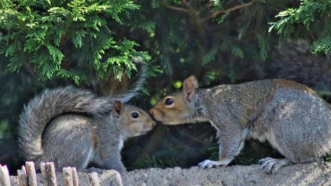 Two grey squirrels are nose to nose, beneath some pine leaves.