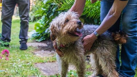 A dog being stroked