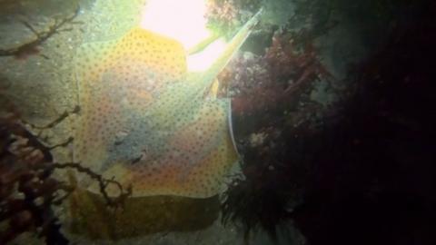 A ray on the sea bed, with a beam being shone on it. 