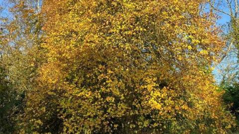 A close-up of small, golden, autumnal leaves on a tree, with a blue sky peeking out from behind.