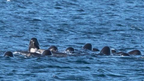 Pilot whales and dolphins