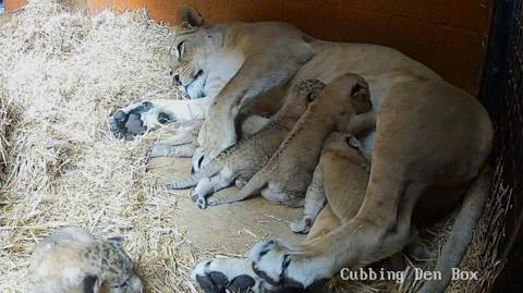 Lion and cubs