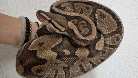 A royal python snake is curled resting on a person's arm. The snake has beautifully intricate scales which are shaded beige and dark brown