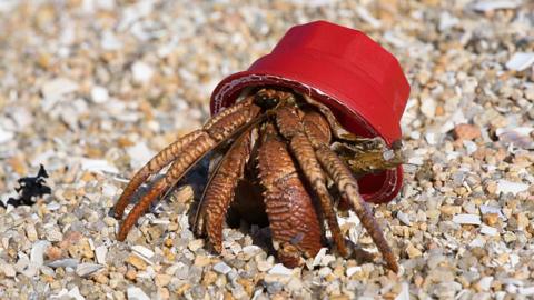 A crab using a coffee pod as a shell