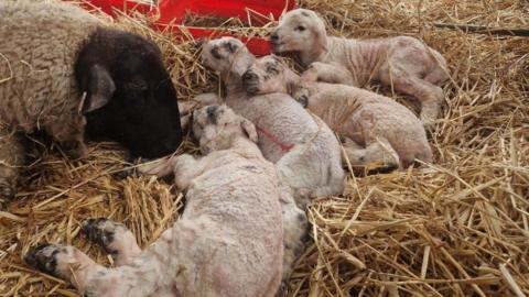 The mother ewe with her four lambs