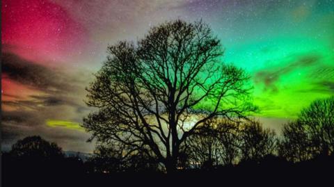 Patches of pink and green in the sky behind the silhouette of a mature tree which is surrounded by a number of other trees.