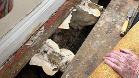 Lifted floorboards of a home show insulation and mould below the floor, with the bottom of a curtain just in view and someone's hand next to a chisel on the floor.