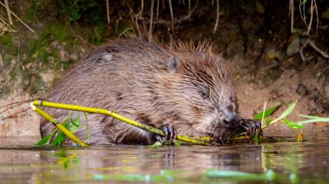 A beaver on a river bank, holding a wooden shoot in its mouth.
