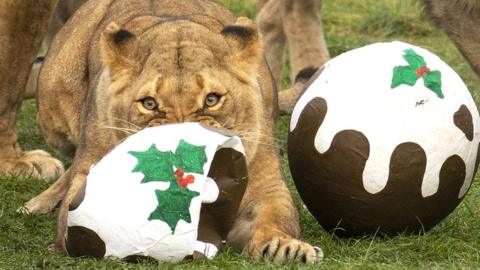 Lioness eating the "pudding"