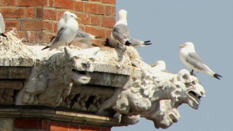 Kittiwakes on Our Lady Star of the Sea, Lowestoft