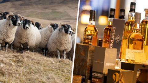 sheep and whisky