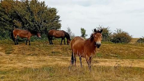 A group of brown ponies in a field. One of the ponies is looking at the camera.