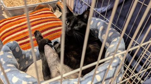 Eddy, who is a black cat, is sitting in a cage on a blue and white spotted bed. Part of his leg has been shaved. There is a grey tray on the other side of the cage which has litter pellets in it.