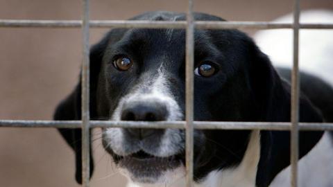 A black and white-coloured dog pictured in a cage. Stock photo.