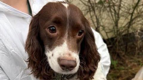 A close up of the face of a dog being carried by someone in white overalls.