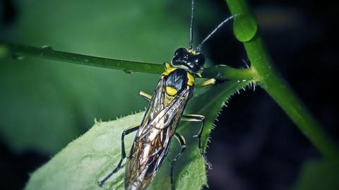 Sawfly on a green leaf.