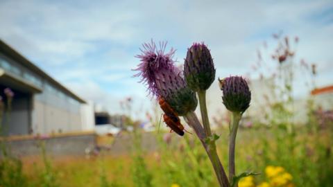 Red insects on a thistle in a wildflower meadow with buildings in the background 