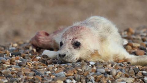 A seal pup with white fur on a pebbly beach. It has remnants of blood on it from being born recently.