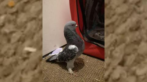 Small pigeon standing on carpet.