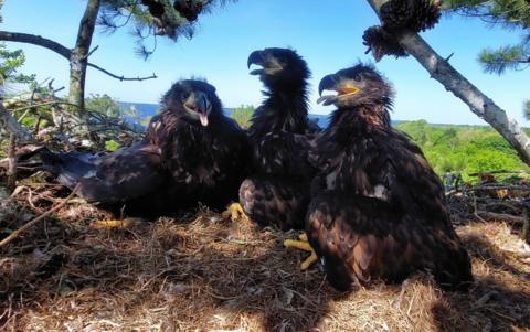 White-tailed eagle chicks