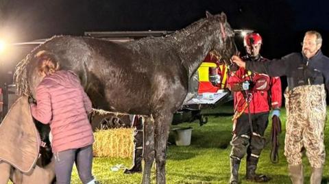 Max a rescued mud-trapped horse