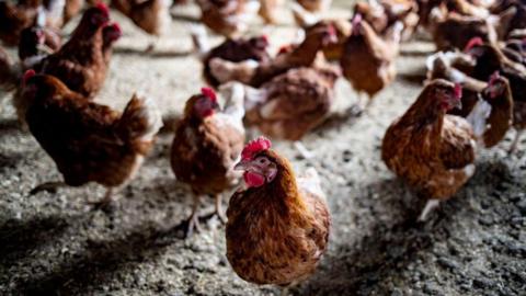 Chickens in a chicken coop. 
