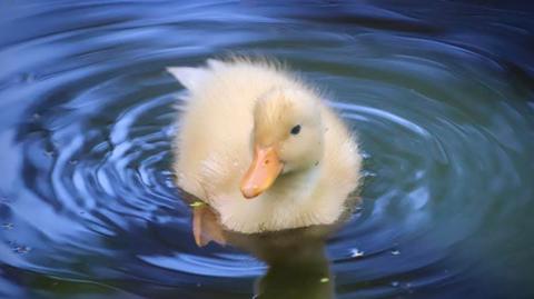  A fluffy yellow duckling swims in dark blue water, creating ripples around its body. The duckling's reflection is visible beneath it on the calm surface.