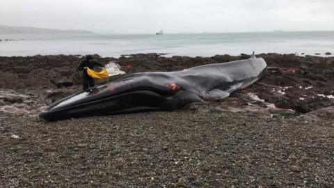 A fin whale with some patches of injury is seen on Parabean Cove in Cornwall in 2020. A man standing to the left near the tail uses a large yellow bag to throw water over the whale to keep it comfortable. In the foreground is a shale beach while in the background a large ship can be seen at sea. 