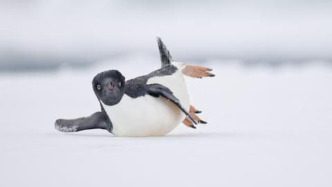 A small penguin on its front sliding on the ice.