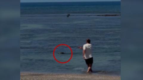 A man is throwing a rock at a Hawaii seal monk.