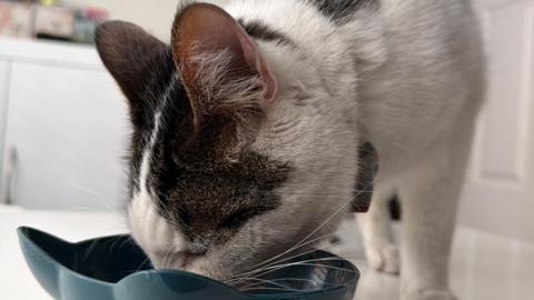 Olaf, who has white fur with black spots, eating from a food bowl.