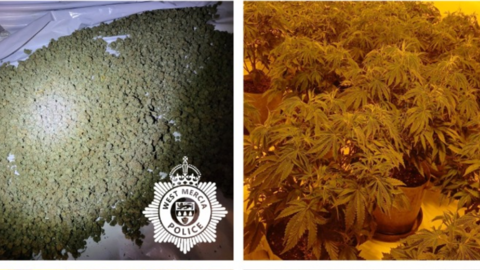 Composite image showing green star-like cannabis plants growing in pots, and small bunches of the cannabis on a white sheet being dried and prepped for sale.