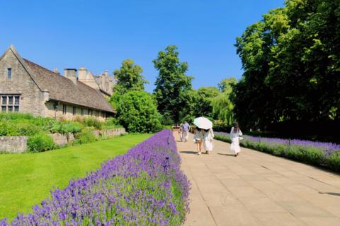 Visitors walk through Oxford College gardens under parasol with a large lavender bed