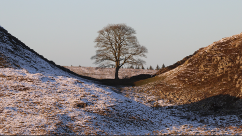 The sycamore gap in winter with the ground covered in snow. The tree, a evenly shaped sycamore sits in the gap with Hadrians Wall behind 