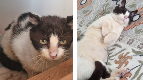 In the first of two images, Roger is seen after his rescue looking a little bedraggled and unwell. In the second image his is lying on his back, paws curled over, possibly asleep, after some affection.