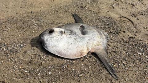 An ocean sunfish lays flat on a sandy beach.