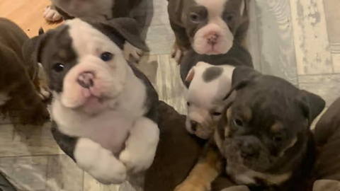 English bulldog puppies