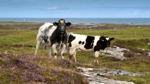 A black and white cow and calf standing on a coastal meadow, called machair, on Tiree in the Inner Hebrides. Behind the animals is the sea and a blue sky. 