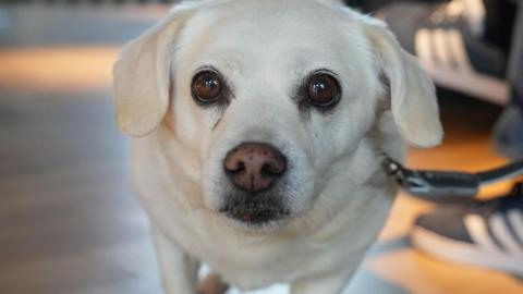 Photograph of a small white fur dog, he wears a collar and a lead. The background is blurred but shows wooden cross-thatched floors. A man's feet can be seen cross-legged on the right hand side. 