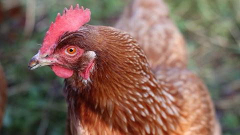 A hen with brown feather and a red face, looking to the side. It looks to be outside with the rest of the image blurred. 