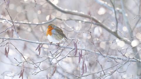 A robin, with an orange chest perches on an icy tree.