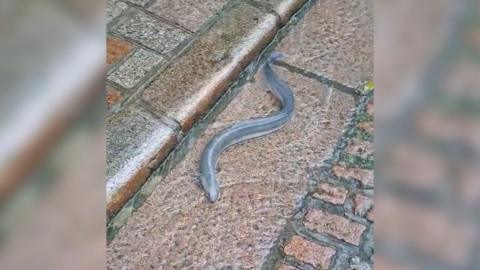 European eel slithering around in a granite stone gutter in Jersey following heavy rain. The eel is a grey colour and the granite slabs are a mix of pinks and greys. There is a lot of water in the gutter too.