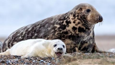 A white seal pup at Blakeney Point with two other adult seals around it.