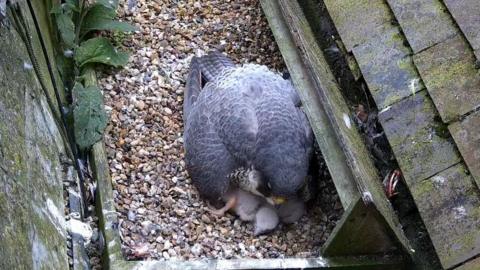 A peregrine falcon sits on her chicks after one of her brood died. The nest is covered in pebbles. 