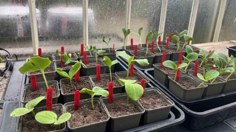 Close up shot of broad bean seedlings in pots on trays in a greenhouse