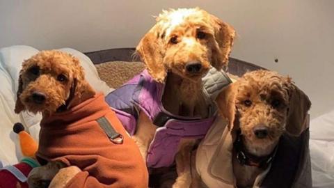 Three cockapoos, wrapped in fleece blankets, are sat in a large dog bed. The dogs are looking at the camera and appear to have doleful expressions on their faces.