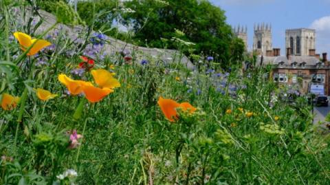 Wildflowers and grass on York's Station Rise embankment with York Minster in the background